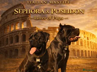 Cane Corso dogs Cane Corso Puppies - Irish Kennel Club Registered - Advert 1