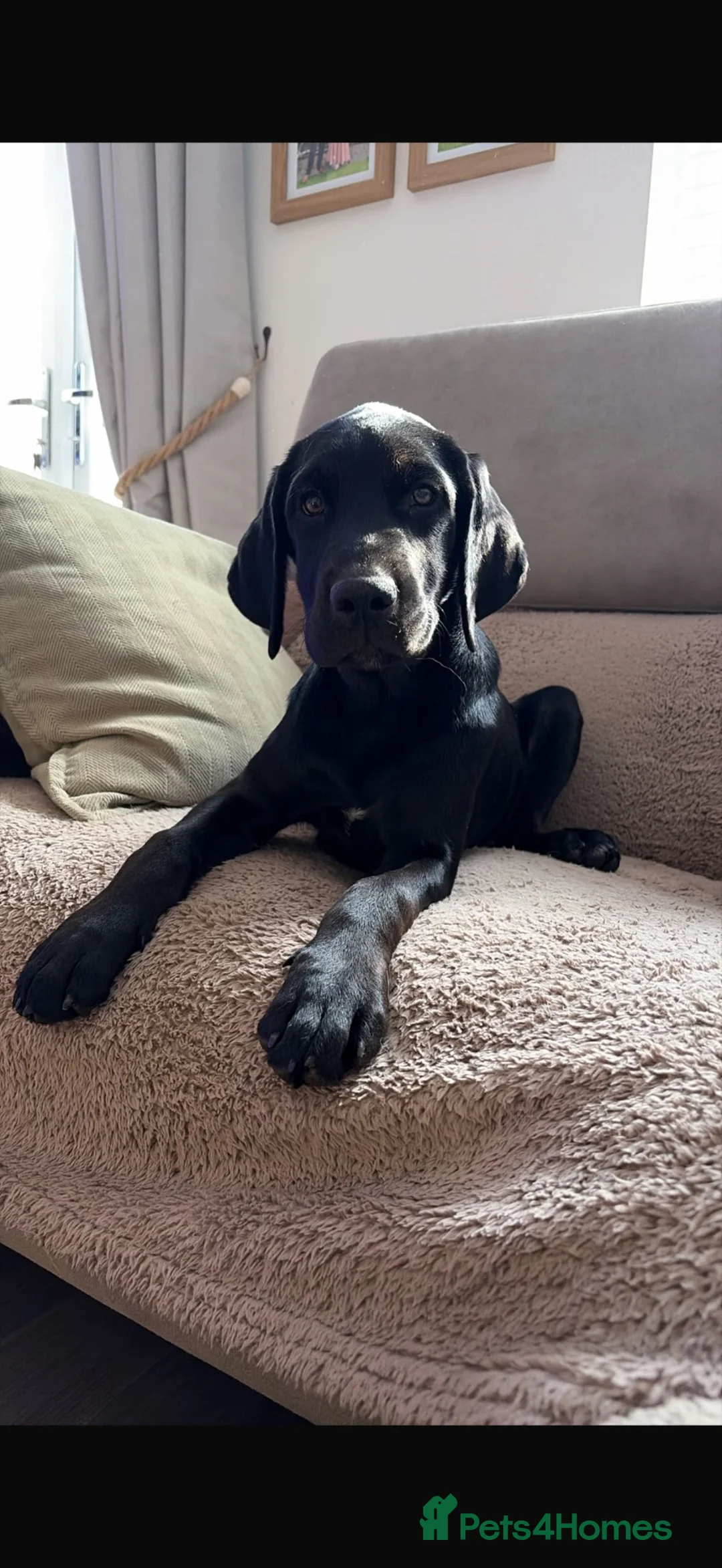 Mixed Breed dogs for sale: Lilly all legs - Advert 2