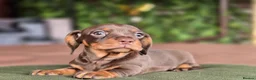 Miniature Dachshund dogs for sale: Pedigree miniature dachshund  - Advert 16