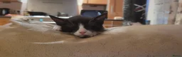 Mixed Breed cats for sale: Five Gorgeous Kittens Available! - Advert 21
