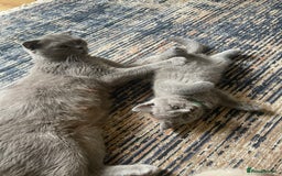 British Shorthair cats for sale: Four tiny heart-stealers looking for loving home - Image 10