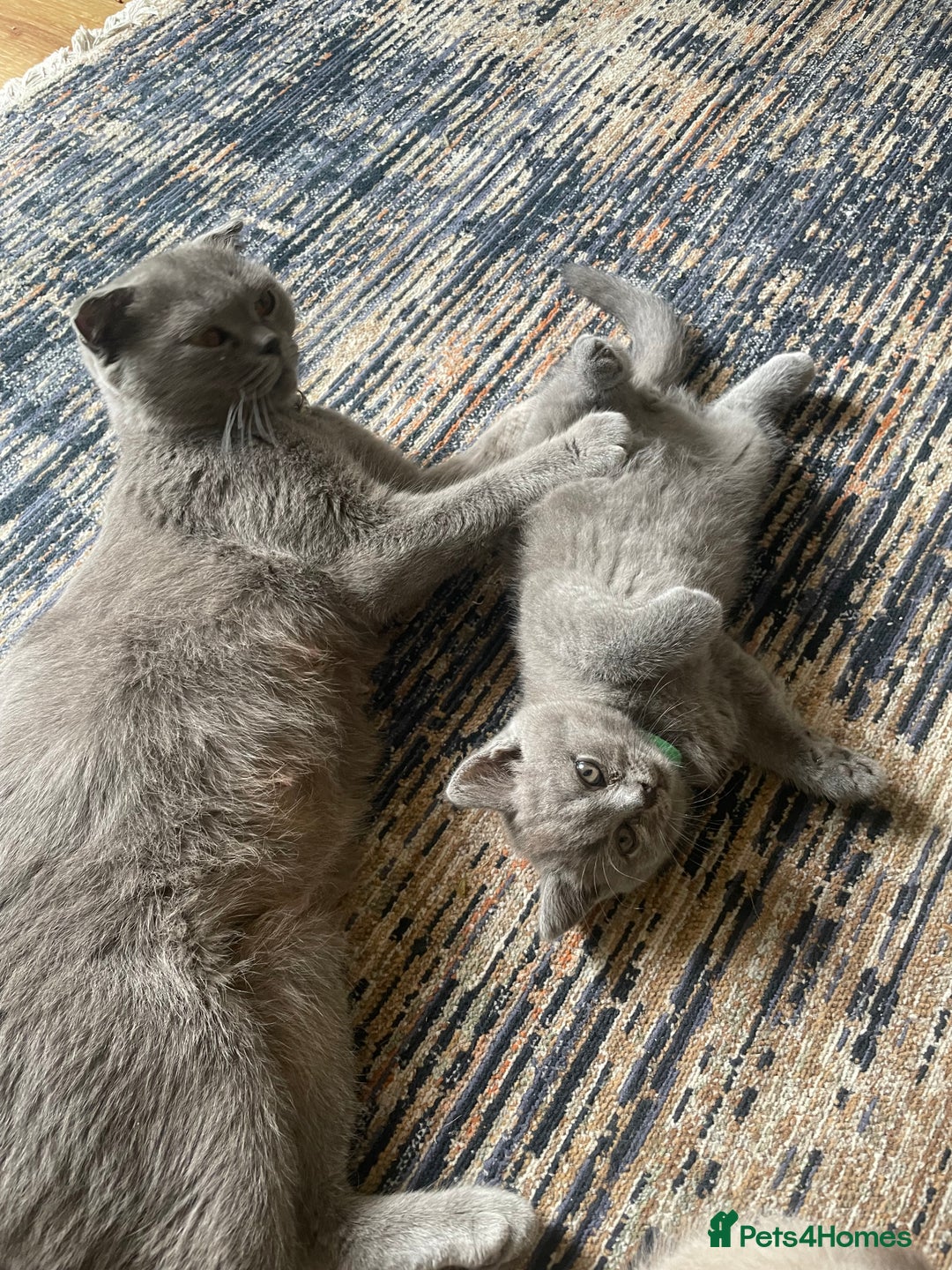 British Shorthair cats for sale: Four tiny heart-stealers looking for loving home - Image 10