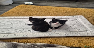 Domestic Shorthair cats - Advert 16