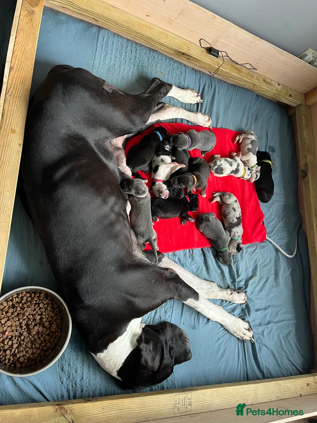 Great Dane dogs for sale: Kc reg Great Dane pups - Advert 4