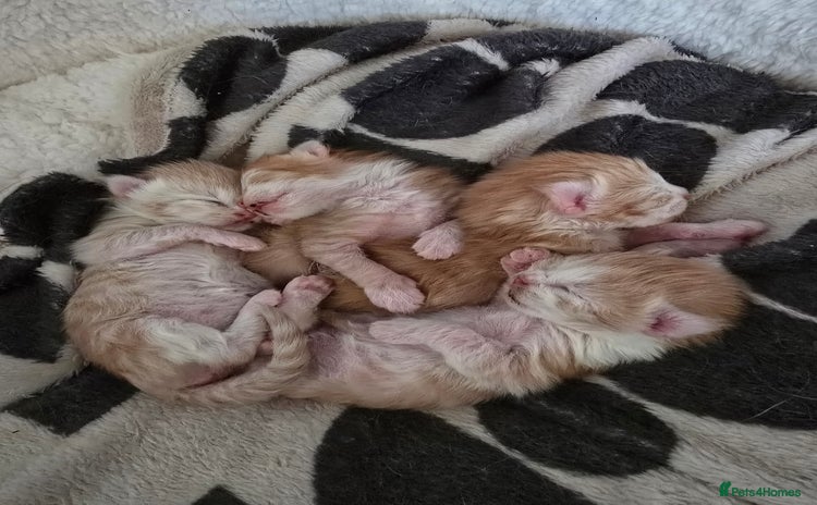 Maine Coon cats - Advert 4