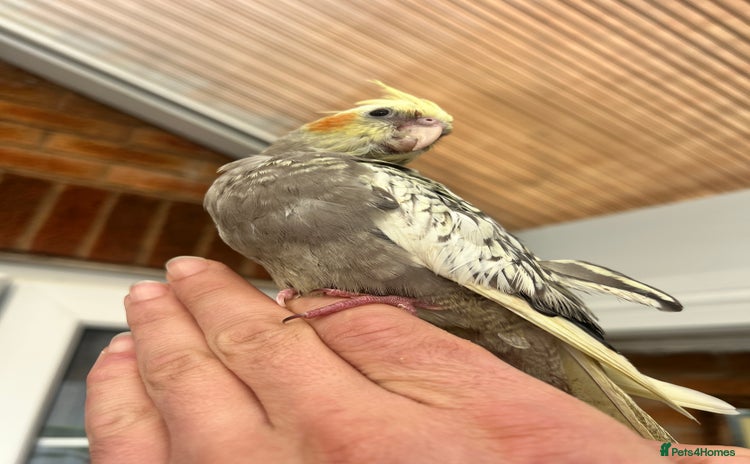 Cockatiels birds - Advert 1