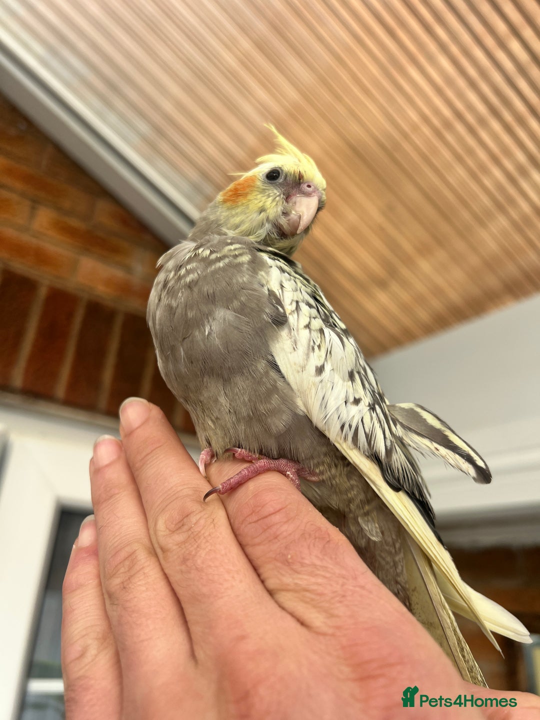 Cockatiels birds for sale: Young hand reared tame baby cocktails  - Image 1