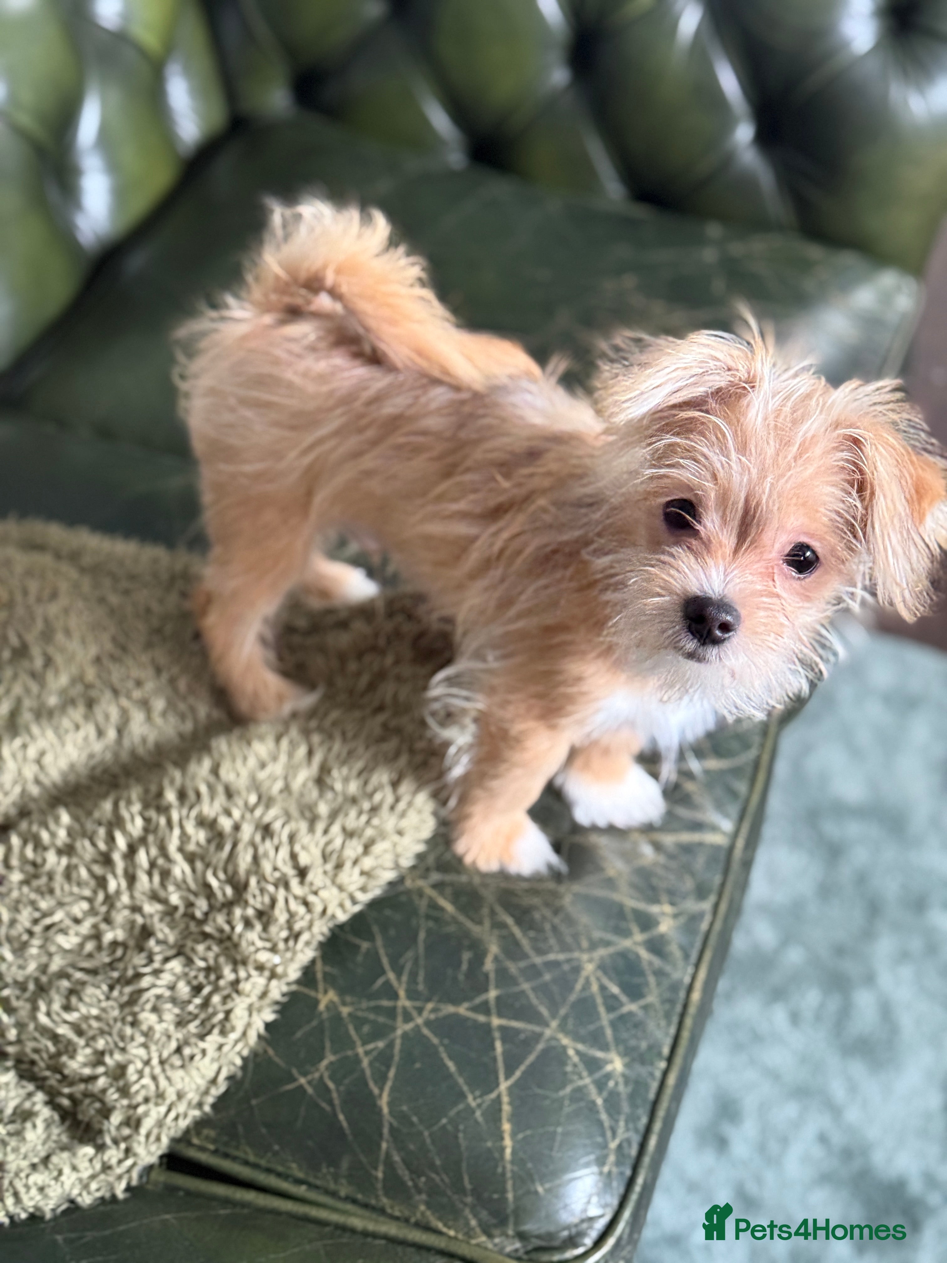 Mixed Breed dogs Ready to go! Unique mix - Maltese x JackChi Pups - Advert 9