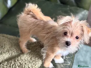 Mixed Breed dogs Ready to go! Unique mix - Maltese x JackChi Pups - Advert 9