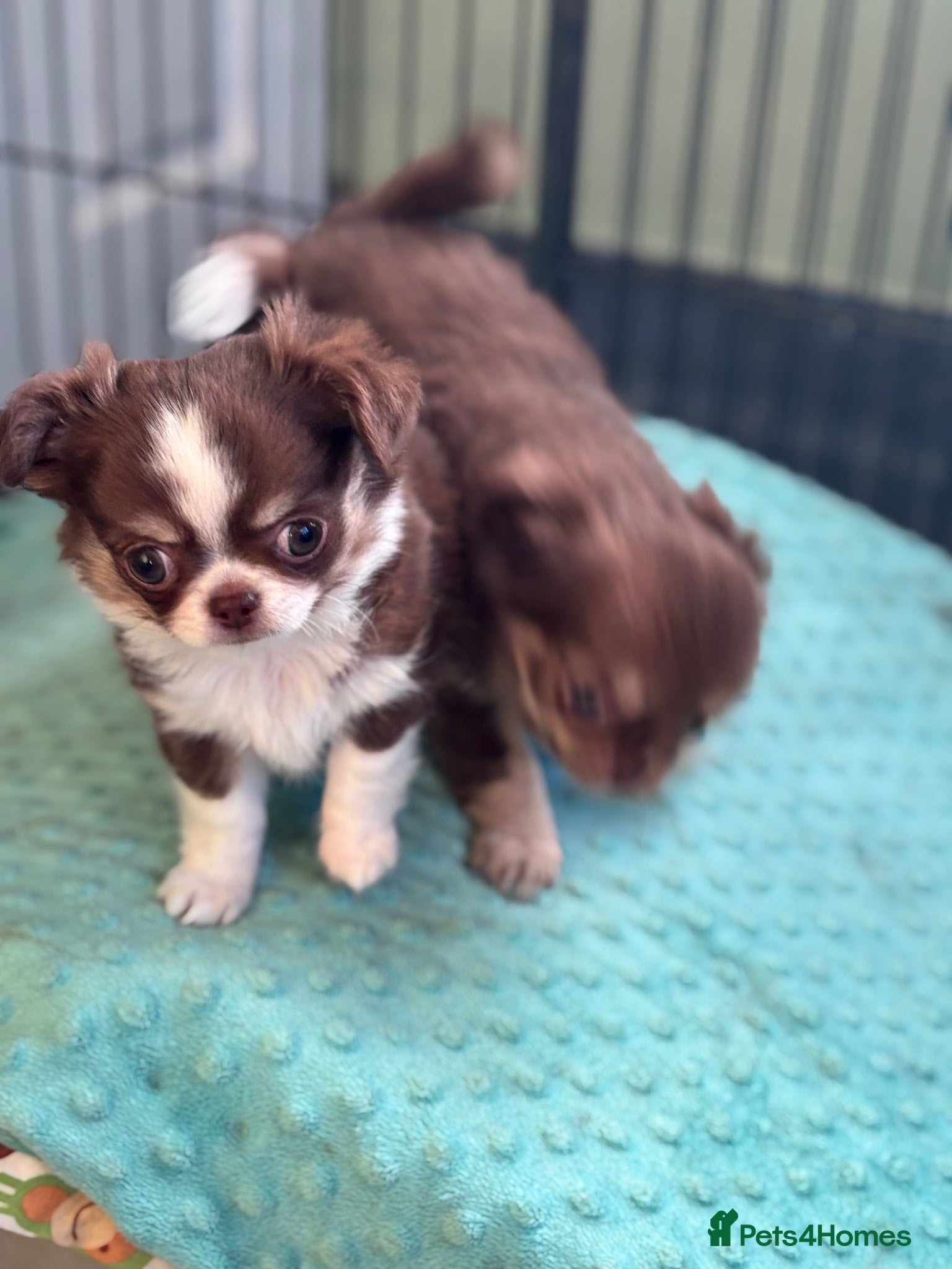 Chihuahua dogs Amazing tiny long coat girl puppy  - Advert 13
