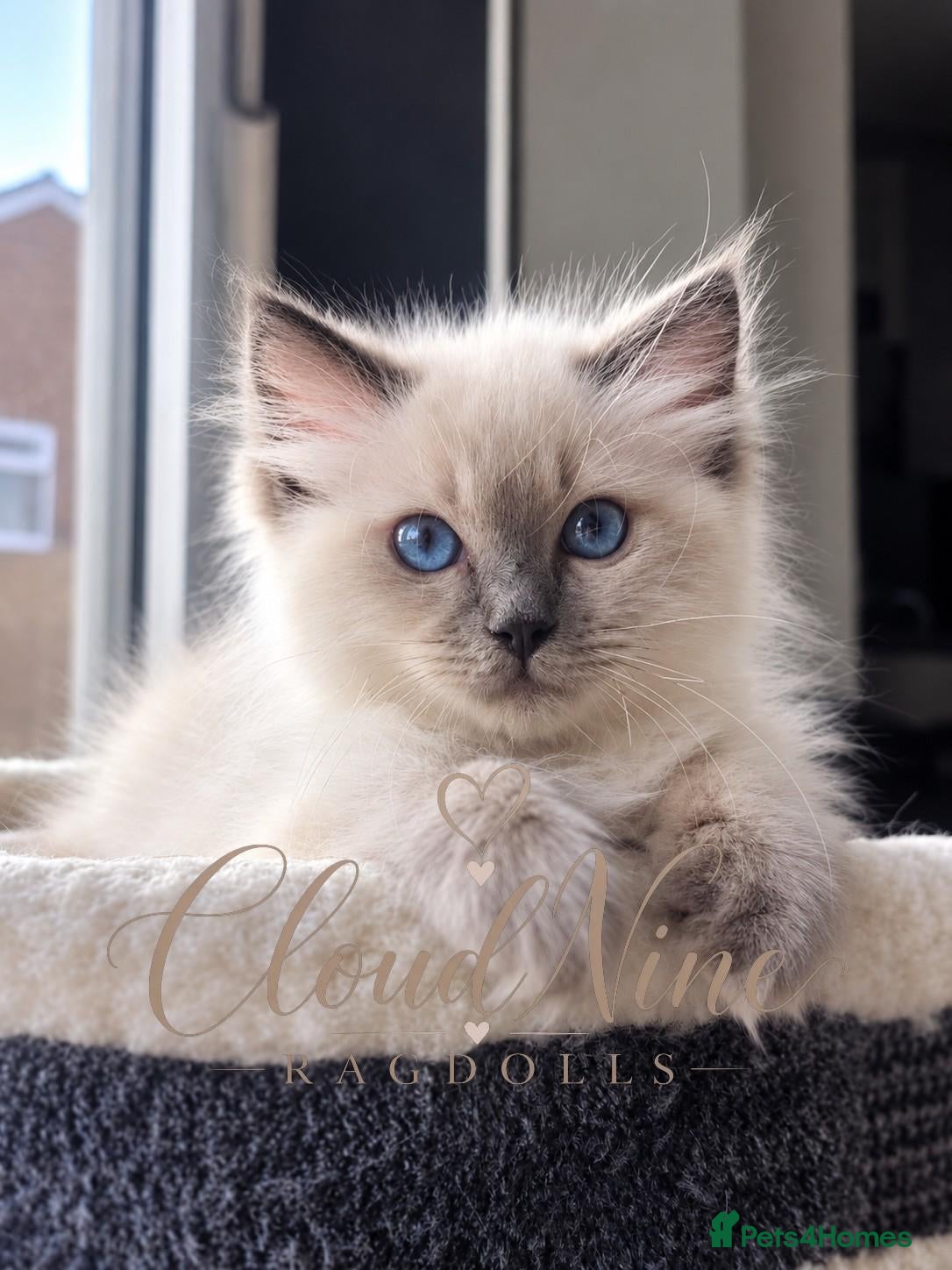 Ragdoll cats 🐾 READY NOW - LAST BOY - TICA-REGISTERED 🐾 - Advert 2