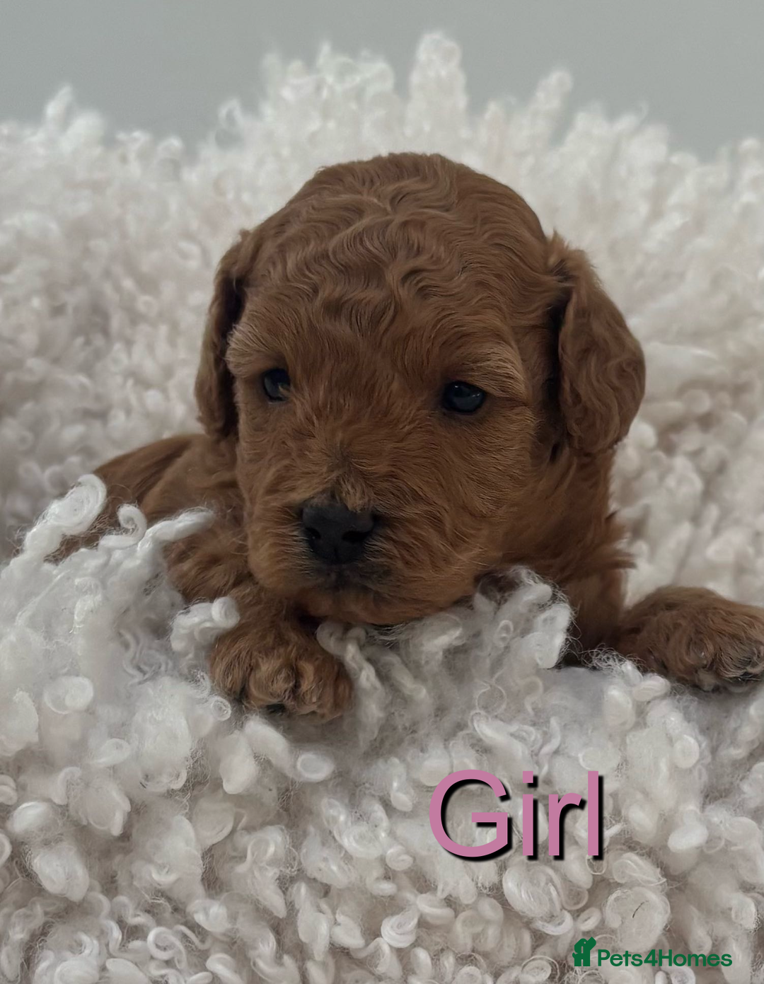 Cavapoo dogs for sale: EXTENSIVELY HEALTH TESTED Toy Cavapoos - Image 6