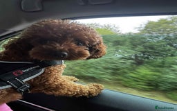 Cavapoo dogs for sale: Beautiful litter of 5(BOYS)🌟 - Image 6