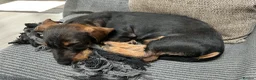 Dachshund dogs for sale: Standard Wirehaired Dachshund Puppy - Advert 11