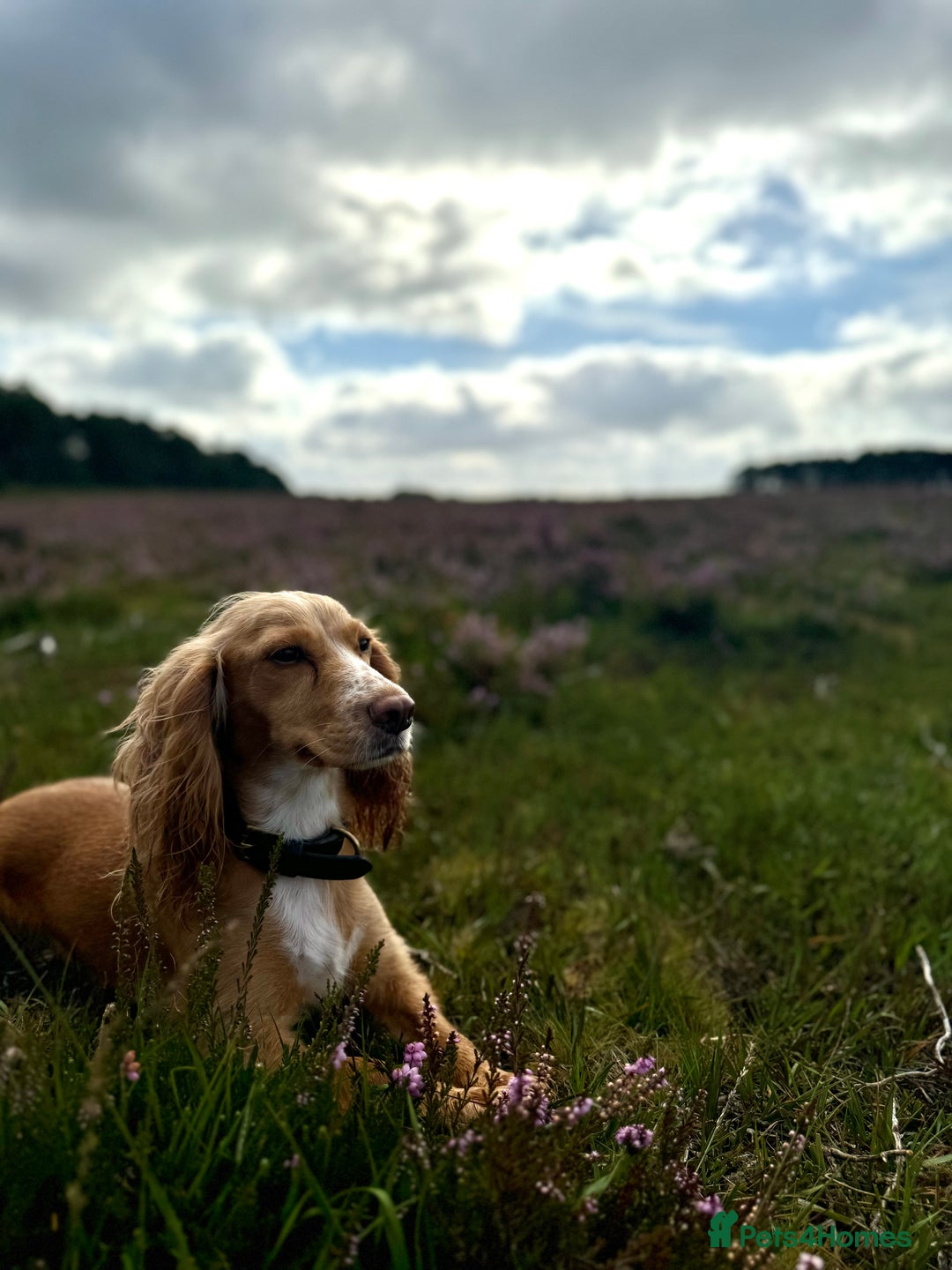 Cocker Spaniel dogs for sale: Golden KC working cocker spaniel puppies  - Image 11