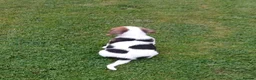Beagle dogs for sale: Beagle puppies  - Advert 7