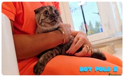 Scottish Fold cats for sale: Adorable scottish fold kittens - Image 19