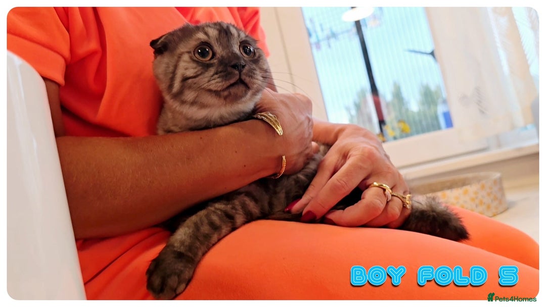 Scottish Fold cats for sale: Adorable scottish fold kittens - Image 19