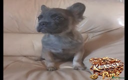 French Bulldog dogs for sale: KLASSY BULLZ KENNELS - KLASSY PUPZ ✨️ in Beckenham - Image 17