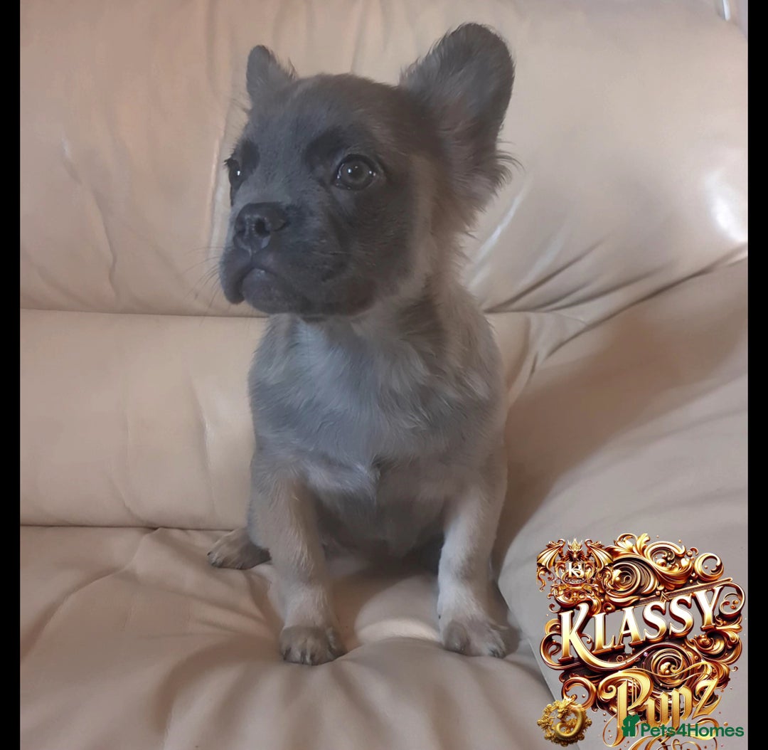 French Bulldog dogs for sale: KLASSY BULLZ KENNELS - KLASSY PUPZ ✨️ in Beckenham - Image 17