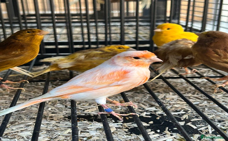 Canaries birds - Advert 1