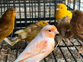 Canaries birds Various Stunning Baby Canaries - Advert 11