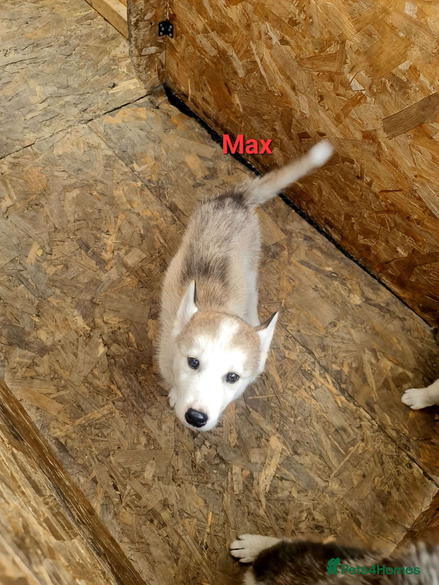 Siberian Husky dogs 2 boys siberian husky puppies available  - Advert 15