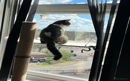 Domestic Shorthair cats for sale: Black and white cat for sale  - Image 3
