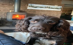 Cocker Spaniel dogs for stud: Proven Working Cocker for Stud - Image 8