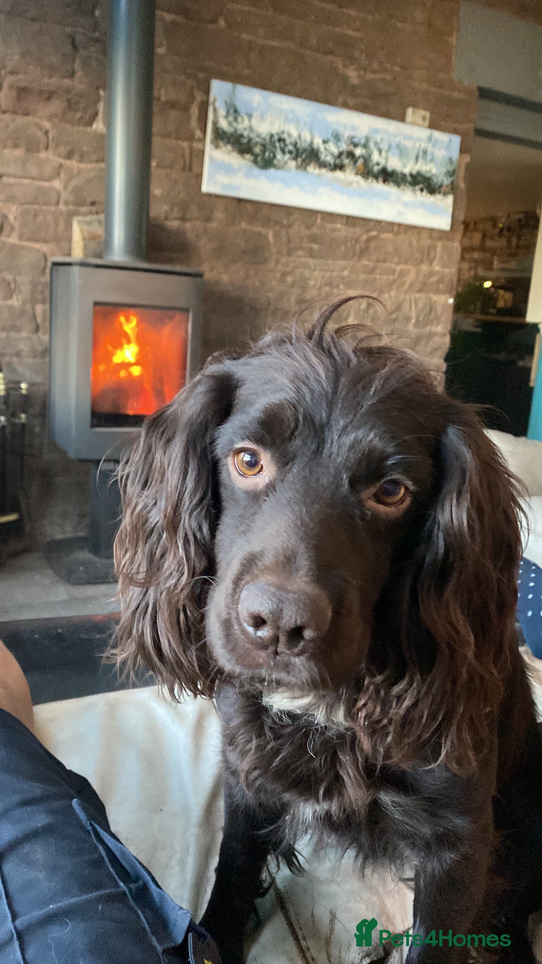 Cocker Spaniel dogs for stud: Proven Working Cocker for Stud - Image 8