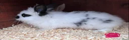 Mixed Breed rabbits for sale: Beautiful Baby Lionhead Bunnies For Sale - Advert 5
