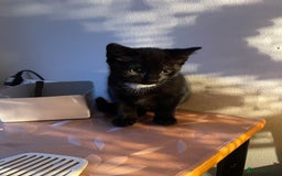 Mixed Breed cats for sale: Little kittens for sale - Image 12