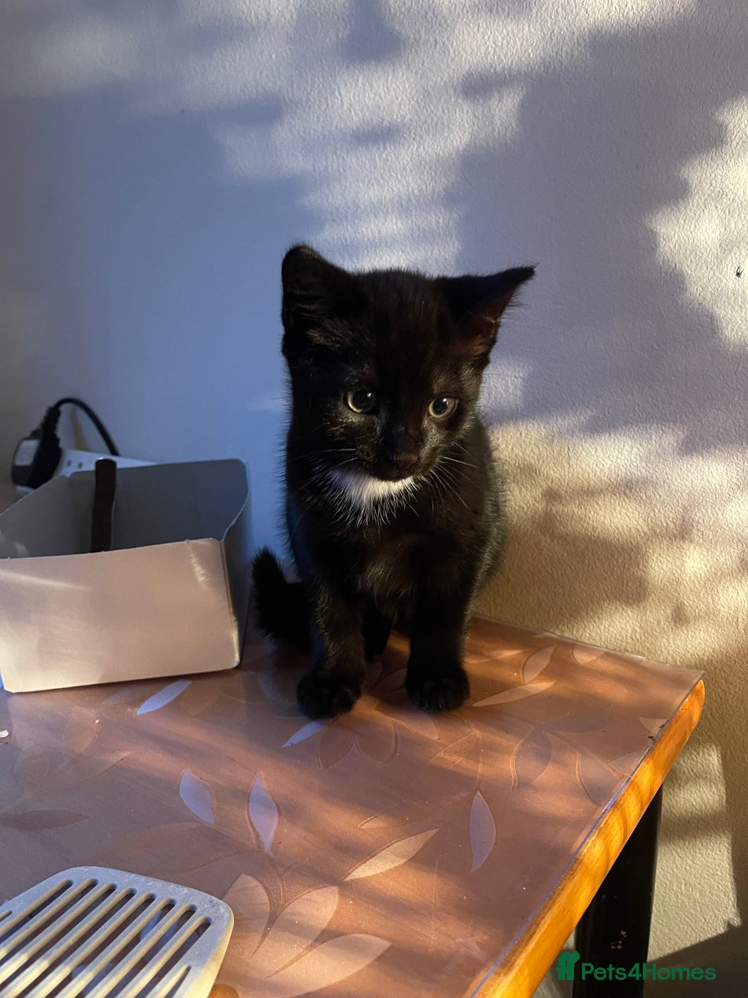 Mixed Breed cats for sale: Little kittens for sale - Image 12