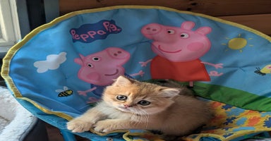 Scottish Fold cats 🥰 Tica register Scottish fold kittens😻 - Advert 3