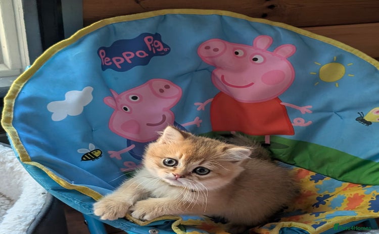 Scottish Fold cats 🥰 Tica register Scottish fold kittens😻 - Advert 16