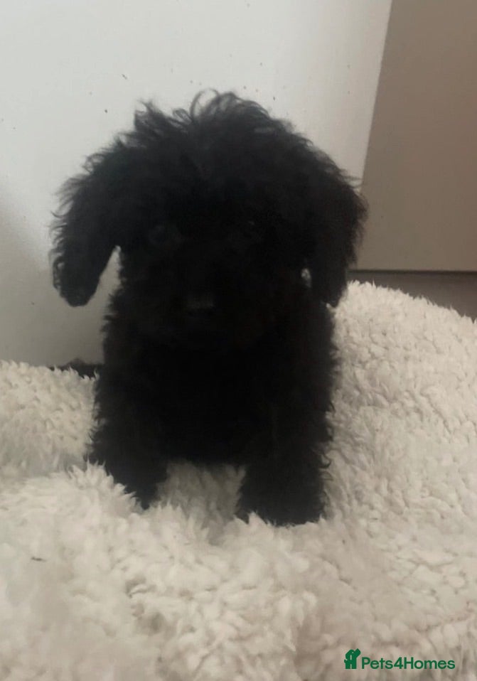 Cockapoo dogs Cockapoo puppy’s for sale  - Advert 17