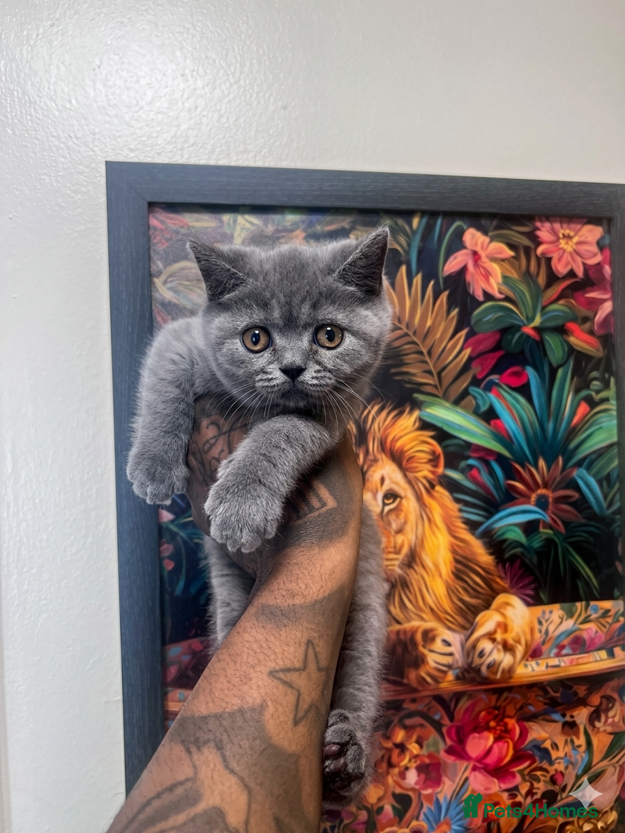 British Shorthair cats 9 Wks Old Beautiful British Shorthair Male Kitten  - Advert 18