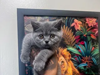 British Shorthair cats 9 Wks Old Beautiful British Shorthair Male Kitten - Advert 18