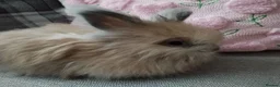 Angora rabbits for sale: English Angora Full Faced - Advert 3