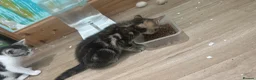Mixed Breed cats for sale: Persian tabby - Advert 4