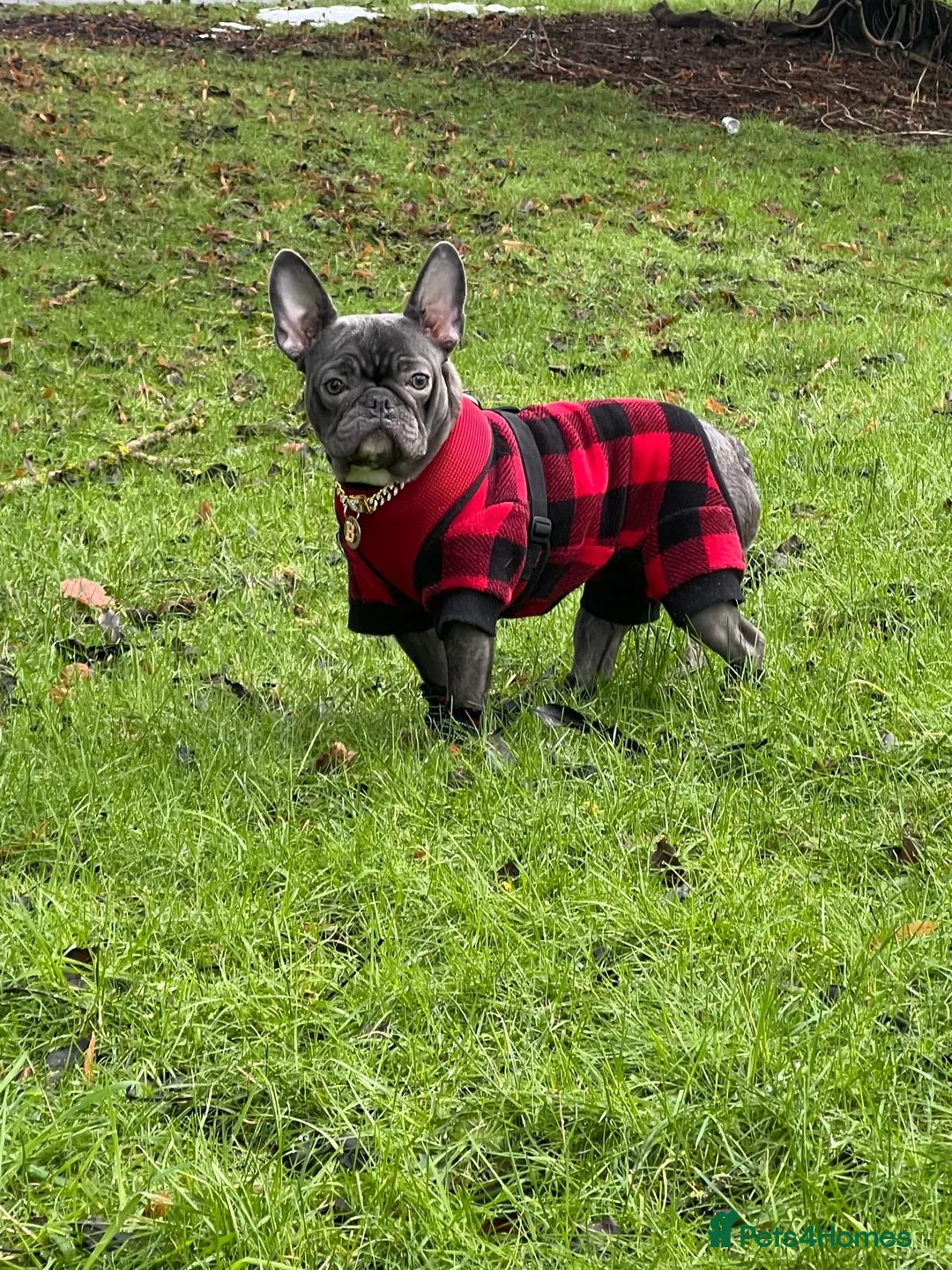 French Bulldog dogs for sale: 2 Girl  - Advert 3