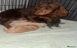 Cocker Spaniel dogs for sale: Cocker spaniel puppy  - Image 3