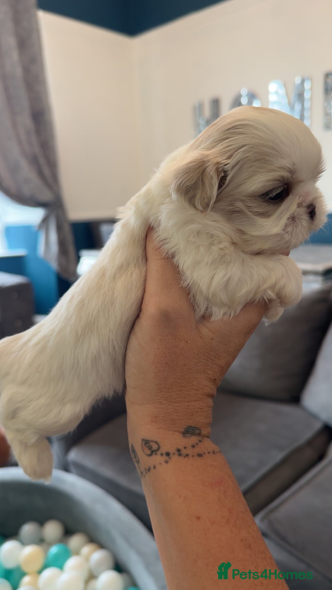 Shih Tzu dogs for sale: Stunning imperial shih tzu puppies  - Advert 16