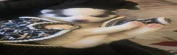 Pomsky dogs for sale: Pomsky Litter  - Advert 4