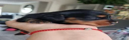 Miniature Dachshund dogs for sale: 🌟 Miniature LH Dachshund Puppies 🌟  - Advert 23