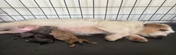 Jackapoo dogs for sale: Beautiful Toy Jackapoo Puppies - Advert 1