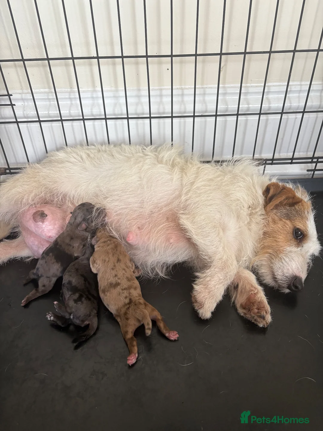 Jackapoo dogs for sale: Beautiful Toy Jackapoo Puppies - Advert 1