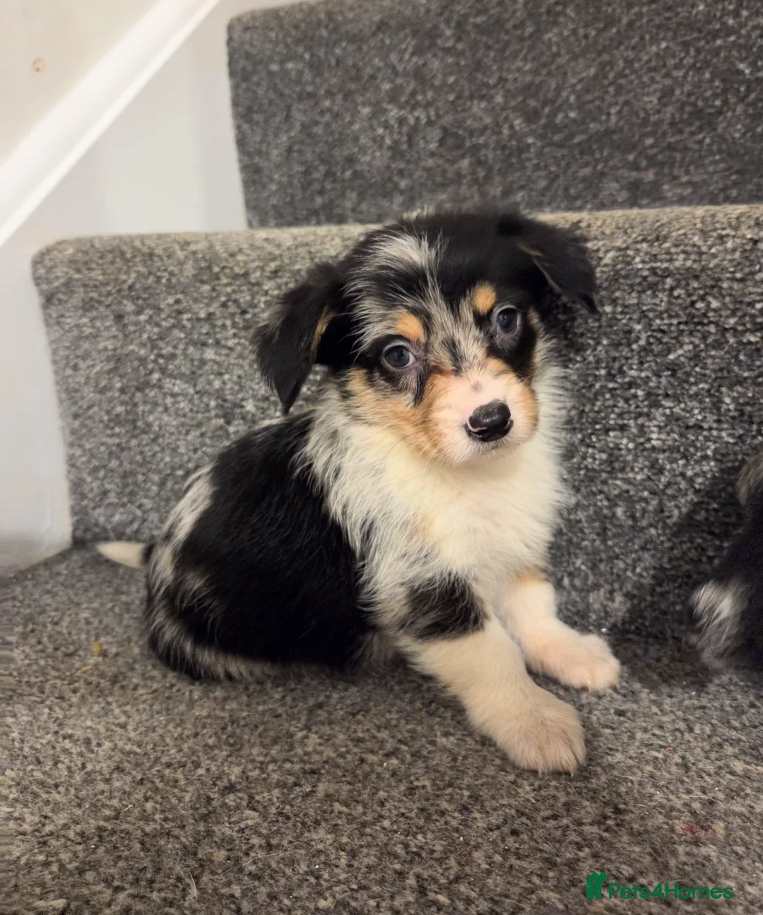 Mixed Breed dogs for sale: Superb CorgiPoo Puppies  - Advert 1