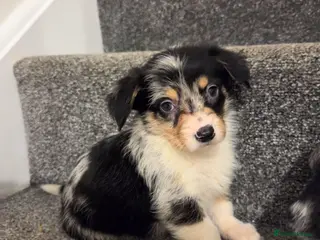 Mixed Breed dogs Superb CorgiPoo Puppies - Advert 1