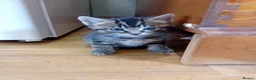 British Shorthair cats for sale: Beautiful mackerel tabby kittens in Stockbridge - Advert 5